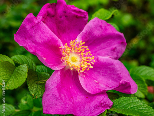 close up of pink rose flower