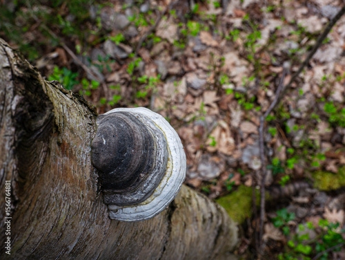 Obraz na plátně polypore growing on a tree