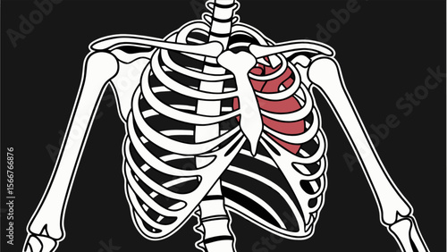 Human skeleton anatomy with rib cage and heart illustration for medical and educational purposes design