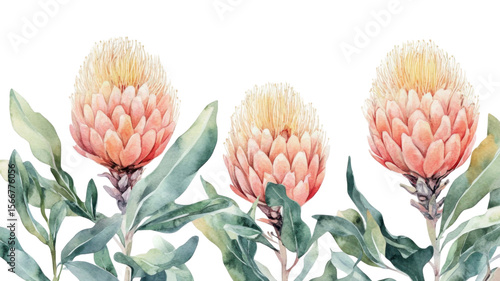 Watercolor Australian Banksia Floral Illustration with Delicate Leaves and Native Bloom on White Background