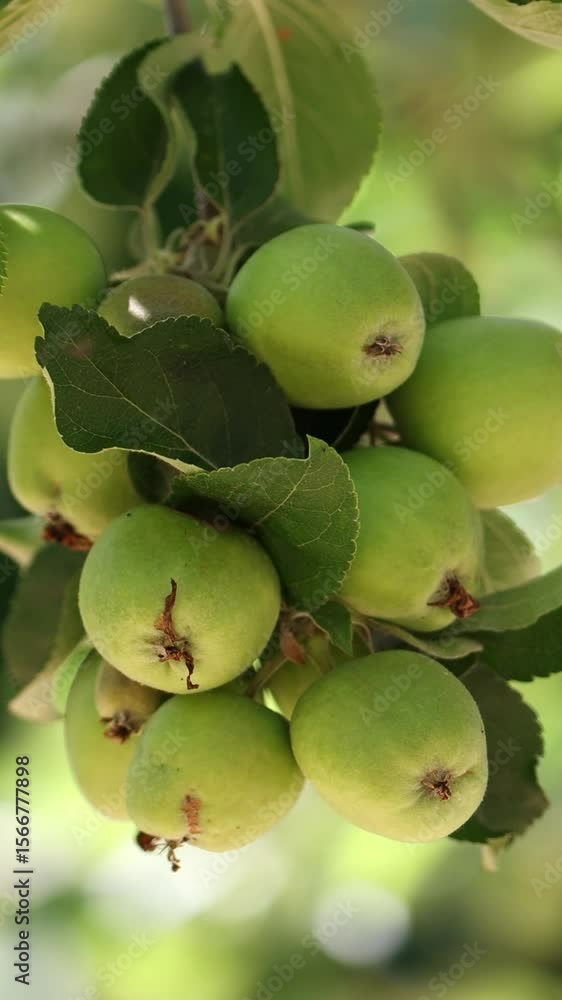 close up branch with many ripening apples, a branch with green apples, an aster hangs full of green apples vertical, the first fruits in early summer hang on the apple tree, Malus domestica portrait close up branch with many ripening apples, a branch with green apples, an aster hangs full of green apples vertical, the first fruits in early summer hang on the apple tree, Malus domestica portrait