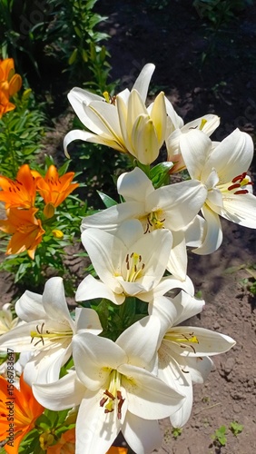 white lilies in the garden