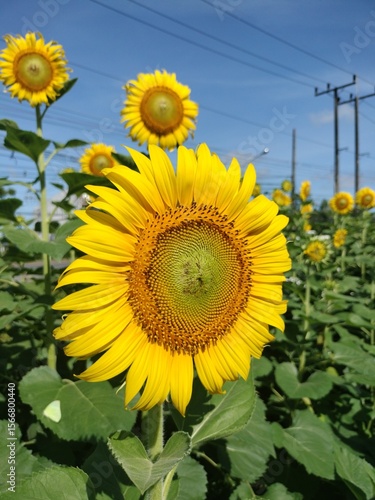 sunflowers in the field.