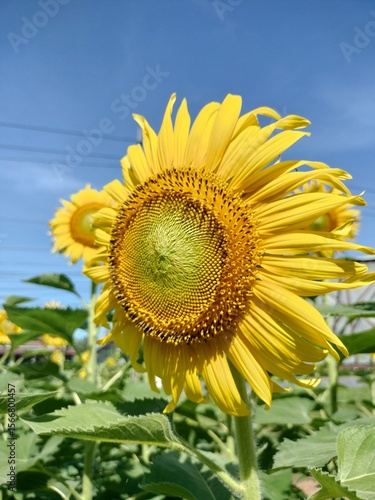 sunflower in the field