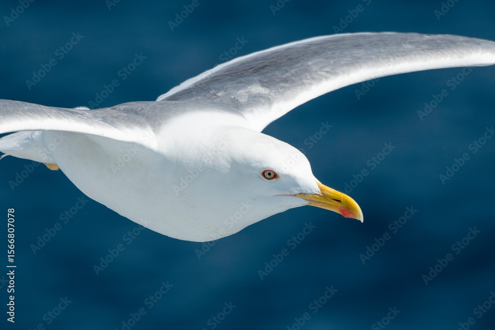 Naklejka premium A beautiful seagull in flight over the sea