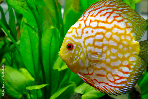 Discus tropical fish in aquarium