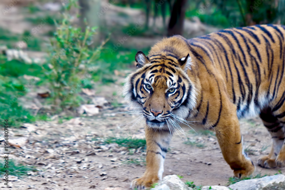 Fototapeta premium tiger in the wild