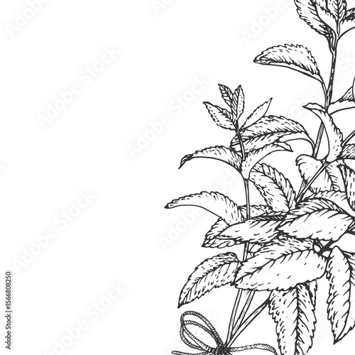 Mint branches tied with rope. Vector frame hand drawn with ink and isolated on white background. Object for label design