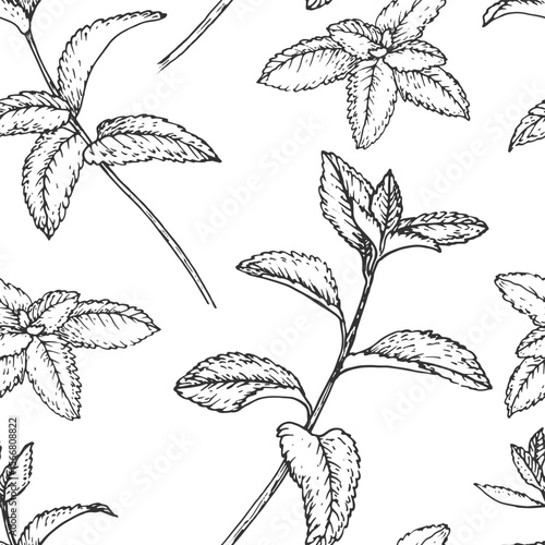 Mint branches seamless pattern. Vector ornament hand drawn with ink and isolated on white background. Template for label design