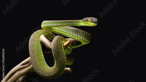 a green snake