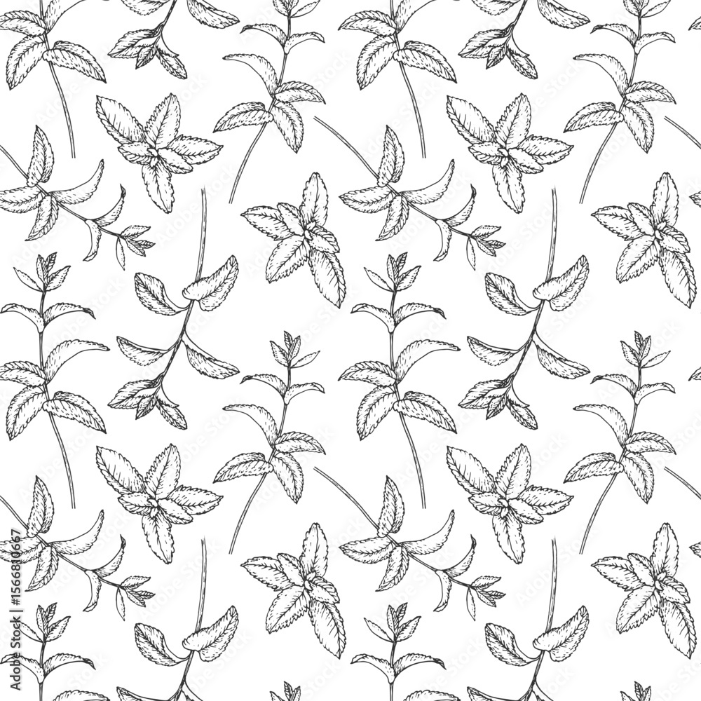 Fototapeta premium Mint branches seamless pattern. Vector ornament hand drawn with ink and isolated on white background. Template for label design