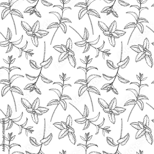 Mint branches seamless pattern. Vector ornament hand drawn with ink and isolated on white background. Template for label design