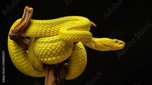 snake on a branch