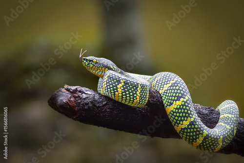 close up of a snake