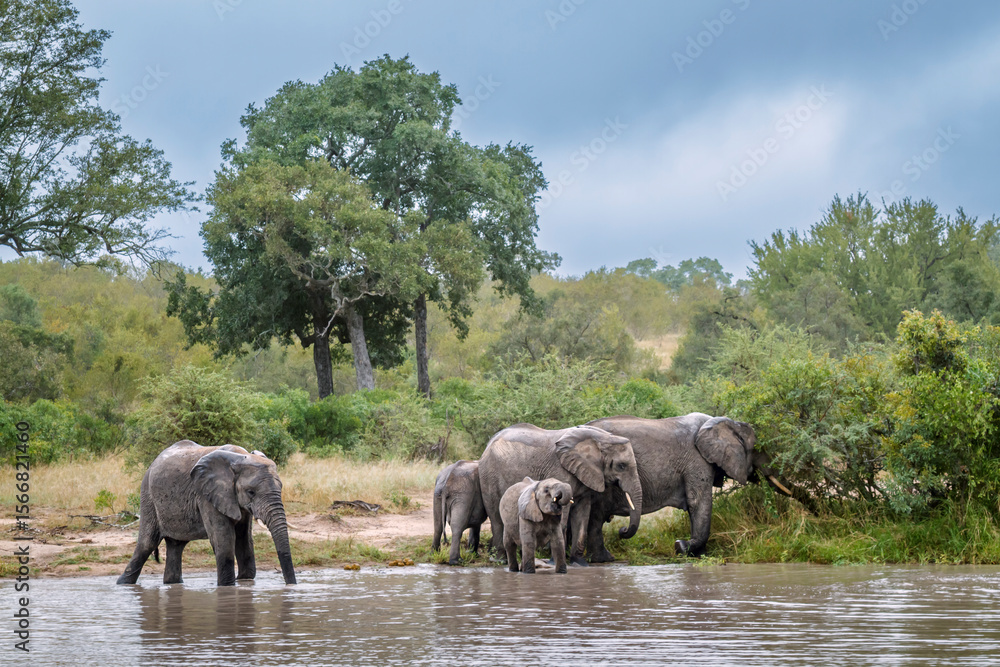 Obraz premium African bush elephant group drinking in waterhole front view in Greater Kruger National park, South Africa ; Specie Loxodonta africana family of Elephantidae