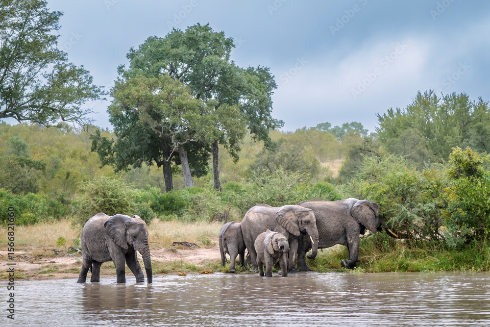 Obraz premium African bush elephant group drinking in waterhole front view in Greater Kruger National park, South Africa ; Specie Loxodonta africana family of Elephantidae
