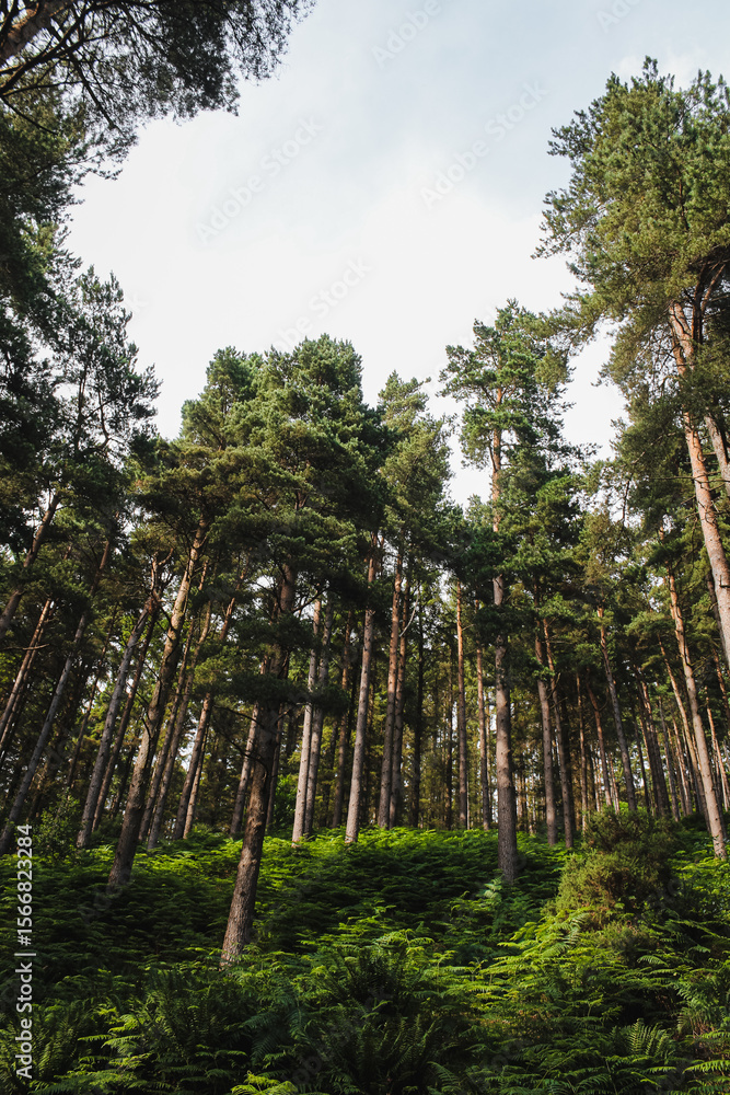 Fototapeta premium Looking Up Through Pine Trees Toward the Sky – Wicklow Forest, Ireland