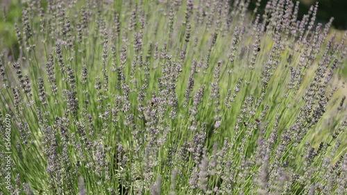 lavender bush under the summer sun
