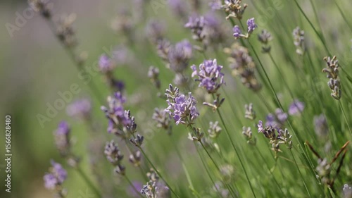 lavender bush under the summer sun
