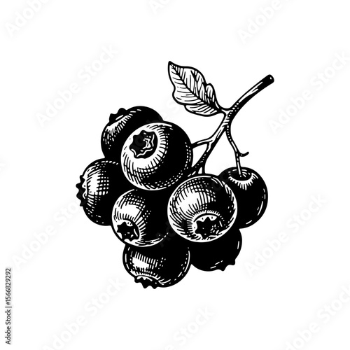 Tableau sur toile Hand-drawn illustration of huckleberry on a branch