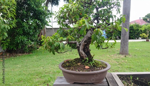 Small tree in a pot with curved trunk on green lawn, outdoors