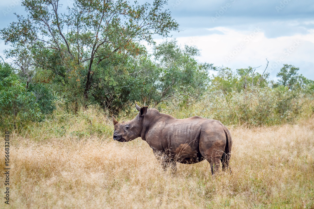 Obraz premium Young Southern white rhinoceros standing in dry savannah in Kruger National park, South Africa ; Specie Ceratotherium simum simum family of Rhinocerotidae