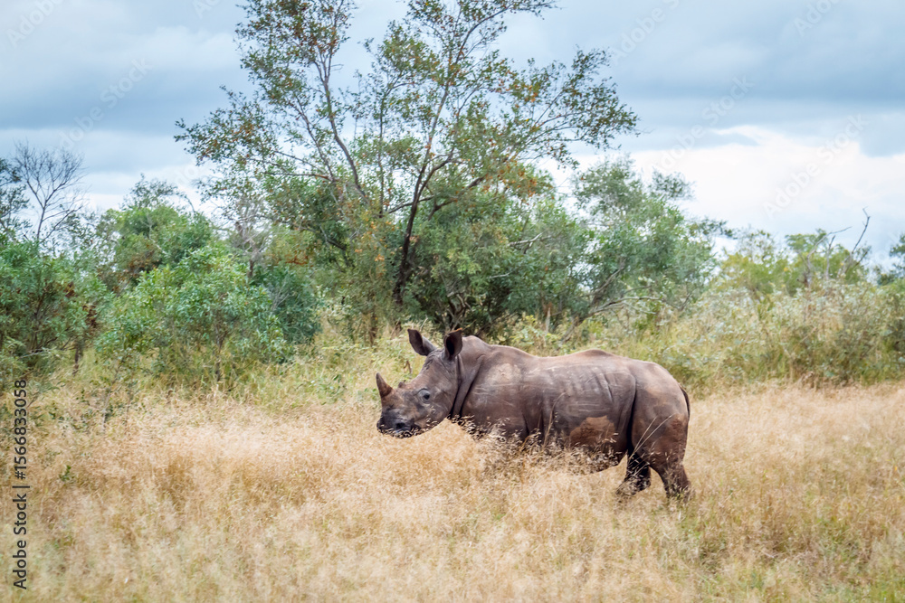 Obraz premium Young Southern white rhinoceros standing in dry savannah in Kruger National park, South Africa ; Specie Ceratotherium simum simum family of Rhinocerotidae