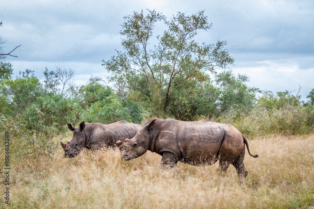 Fototapeta premium Two Southern white rhinoceros walking in dry savannah in Kruger National park, South Africa ; Specie Ceratotherium simum simum family of Rhinocerotidae