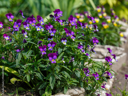 Pansy (Latin- Viola tricolor ) is a herbaceous annual or biennial ( rarely perennial ) plant