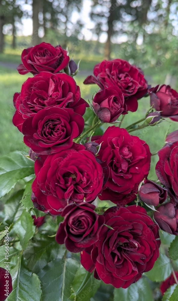 Obraz premium Beautiful and bright red and pink roses have bloomed in the garden! Their delicate petals and intoxicating aroma fill the air, creating an atmosphere of beauty and comfort