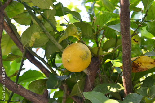 Vibrant Yellow Lemons Ripe on a Branch of a Lemon Tree in a Sunny Orchard