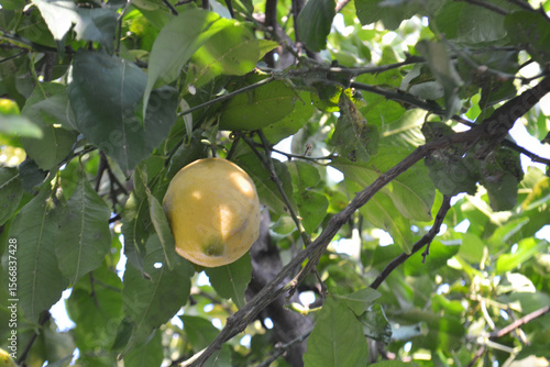 Vibrant Yellow Lemons Ripe on a Branch of a Lemon Tree in a Sunny Orchard