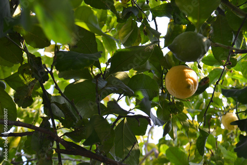 Vibrant Yellow Lemons Ripe on a Branch of a Lemon Tree in a Sunny Orchard
