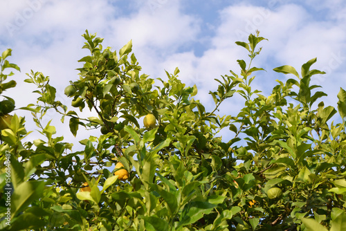 Vibrant Yellow Lemons Ripe on a Branch of a Lemon Tree in a Sunny Orchard