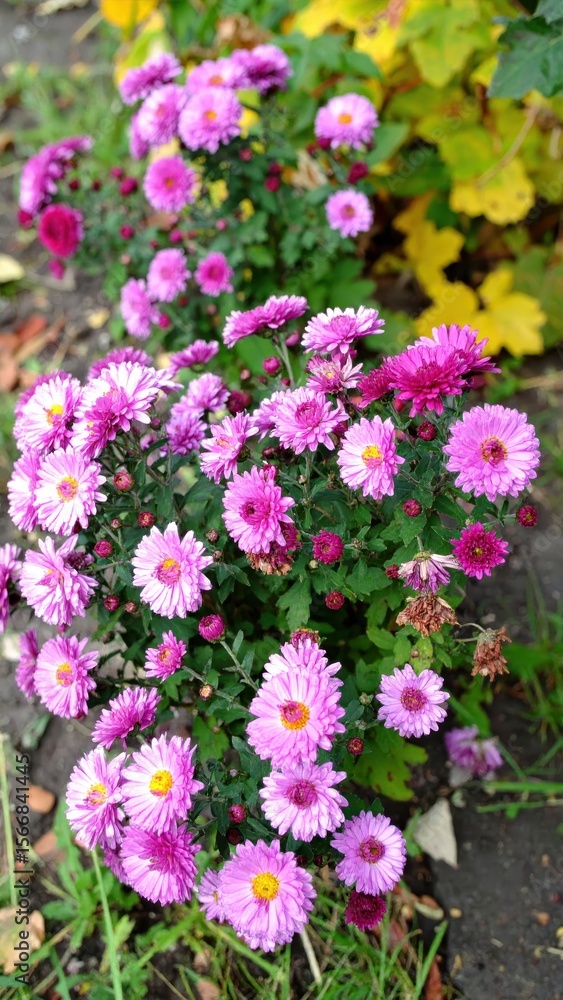 Obraz premium Vibrant purple blooms and yellow centers in a garden