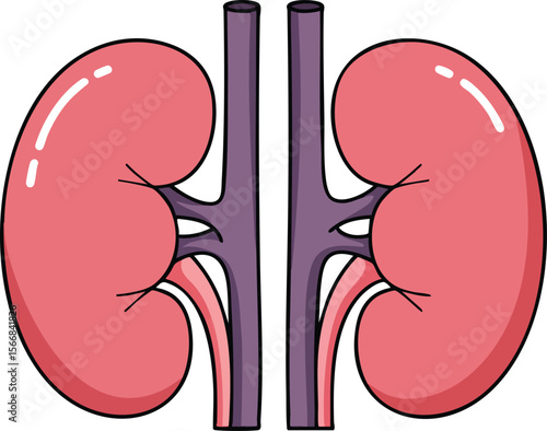 Human kidneys anatomy vector illustration showing detailed organ structure and renal system design for medical education and health awareness