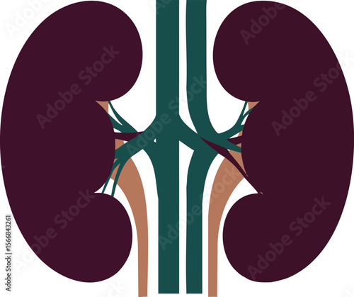 Kidney anatomy vector showing human internal organs urinary system structure and renal vessels illustration