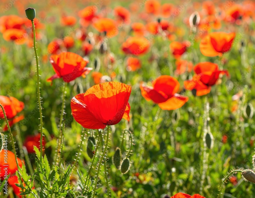 Fototapeta premium Vivid red poppy field under the sun, bright and lively