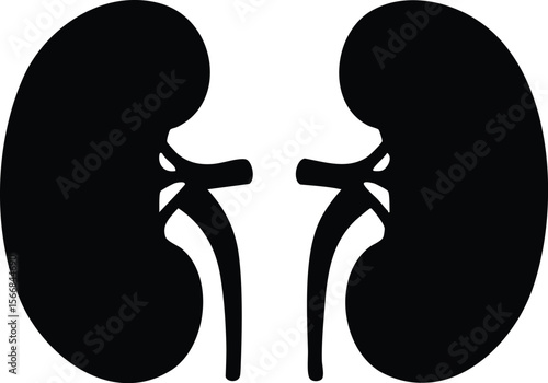 Kidney silhouette vector illustration showing human organ anatomy and urinary system health concept design
