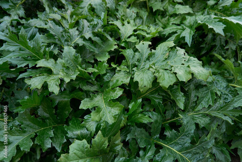 фотографія Acanthus mollis