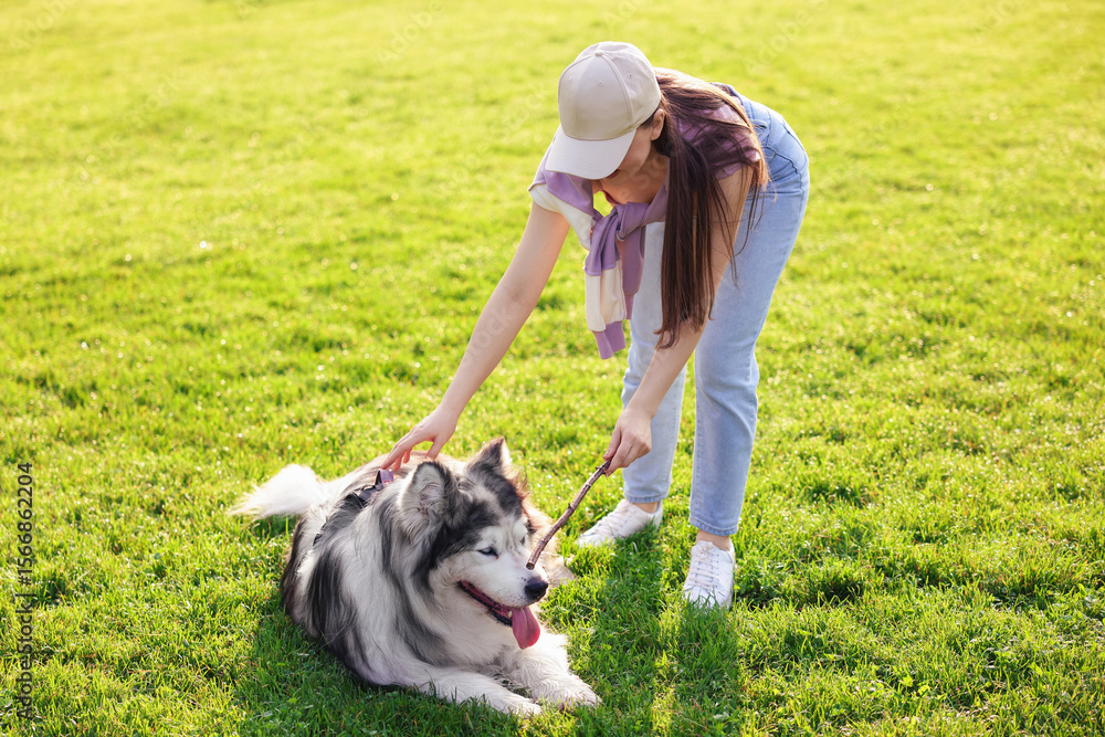 Woman giving stick to her cute Alaskan malamute dog on green grass outdoors in morning Woman giving stick to her cute Alaskan malamute dog on green grass outdoors in morning