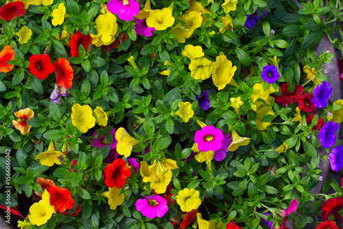Colorful petunia flowers blooming in a big flower pot.
