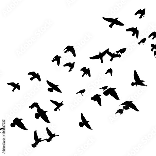 A Flock of Birds Soars Across the Bright Sky in a Beautiful Aerial Display