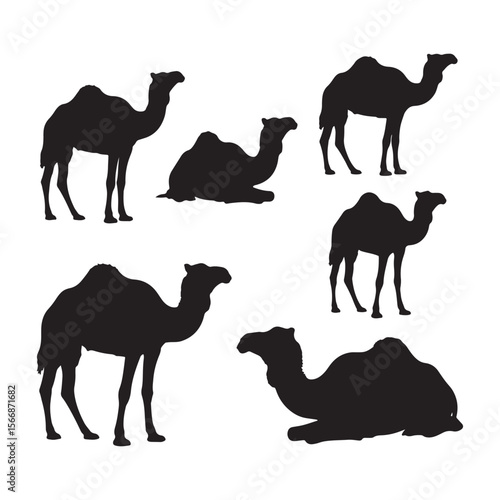 Black camel silhouettes standing and resting on white background dromedary