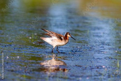 фотографія Wilson's Phalarope (Phalaropus tricolor) is a species of bird in the Scolopacidae family