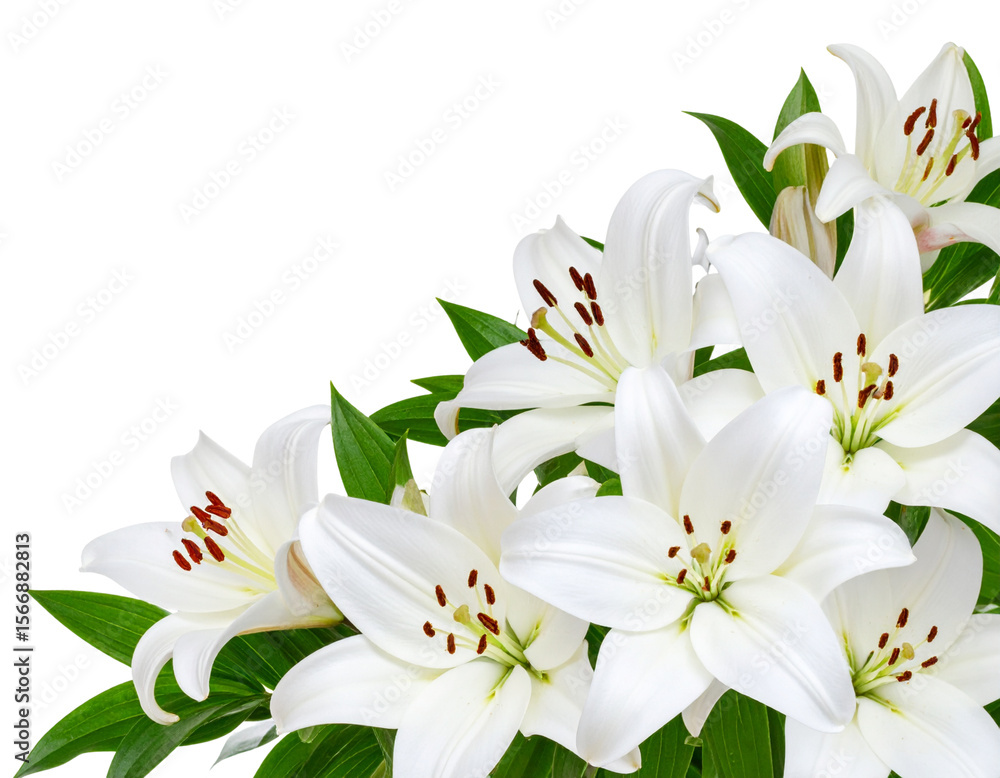 Fototapeta premium Clustered White Lily Corner Decoration with Light Shadows – Transparent PNG Background