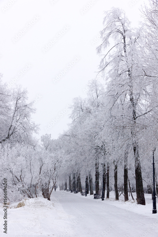Obraz premium Morning winter alley lined with trees covered in thick hoarfrost. Magical frozen pathway glowing in soft dawn light – perfect for Christmas, serenity and seasonal wonder