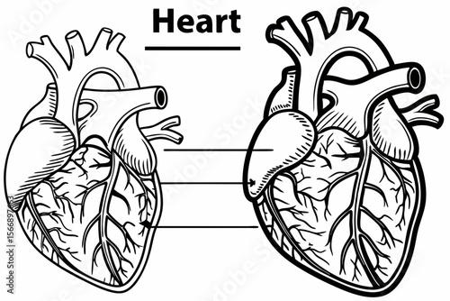 Anatomical heart diagrams detailed line art heart anatomy human heart