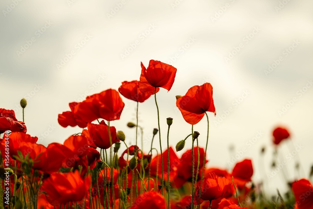 Obraz premium Vibrant red poppies blooming under a cloudy sky.