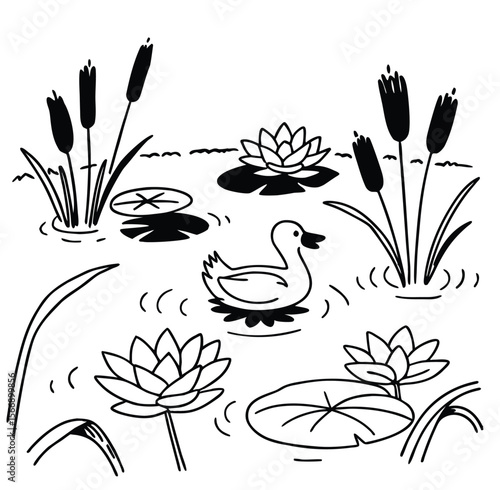 vector illustration of water lily